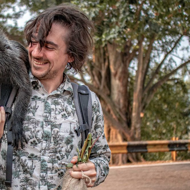 A man in a white shirt with a palm tree print feeding a silver leaf monkey on his shoulder